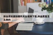 样品菜的摆放图片大全视频下载,样品菜是怎么做的